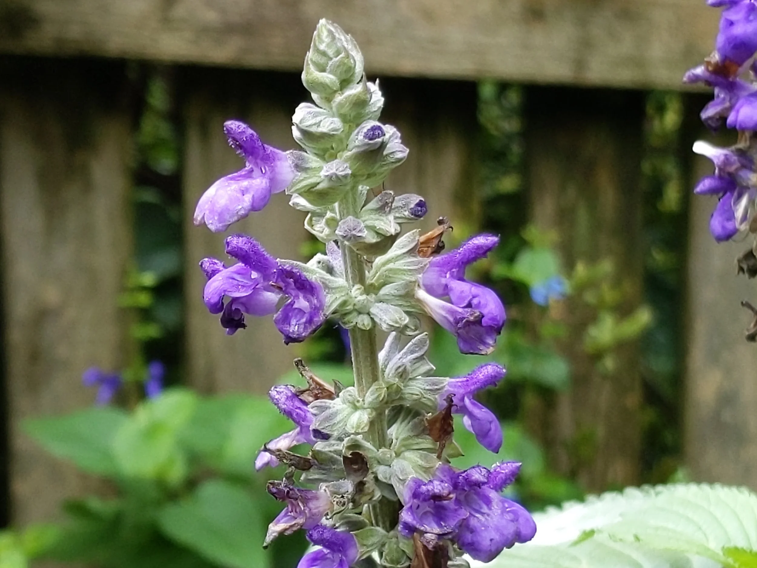 A new Salvia (Big Blue? Not sure of the name…more of a violet color, growing in a container, from my friend Ralph