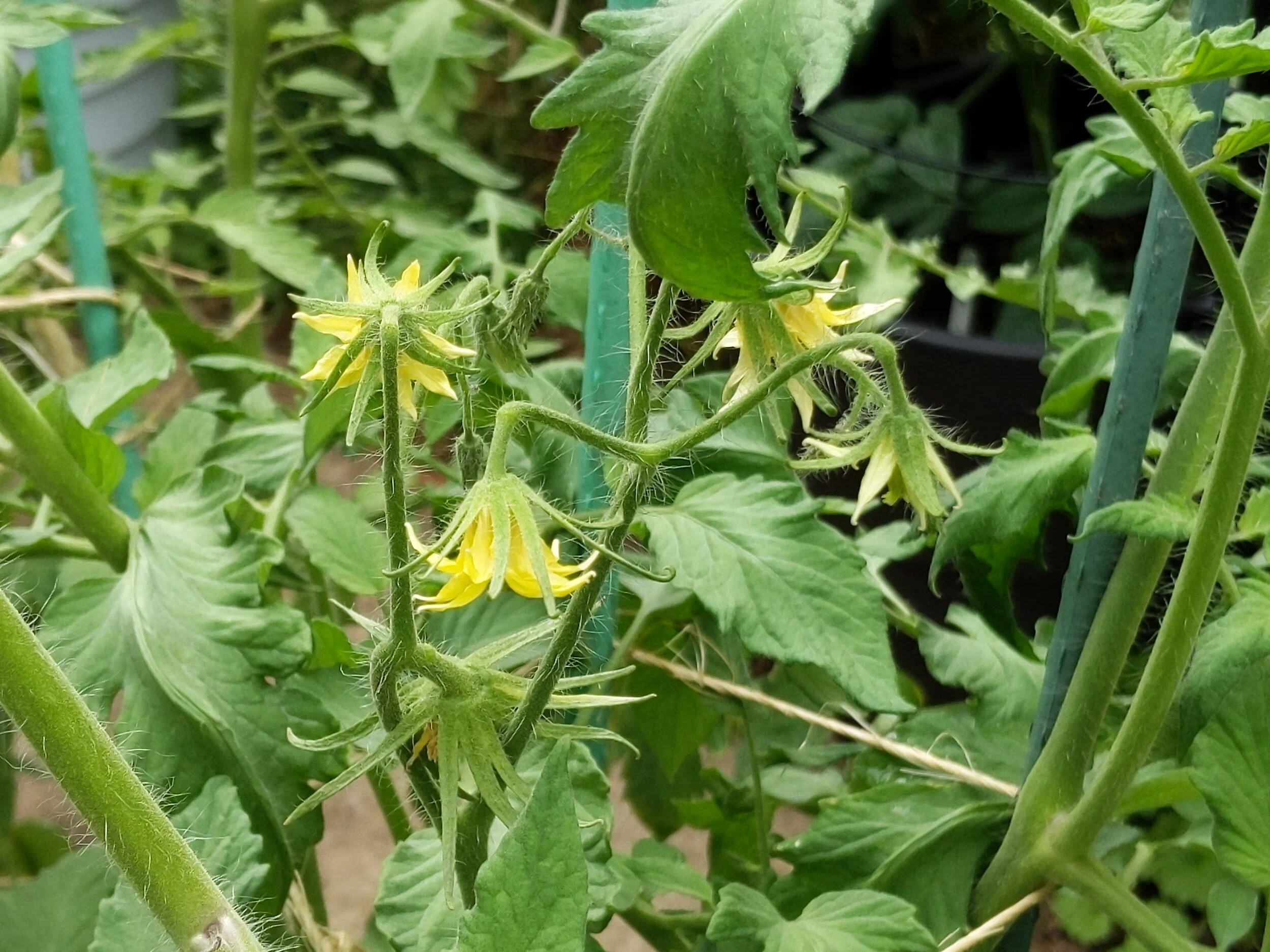 larger blossoms, meaning larger tomatoes, which dislike heat and humidity with regard to pollinating and fruit set