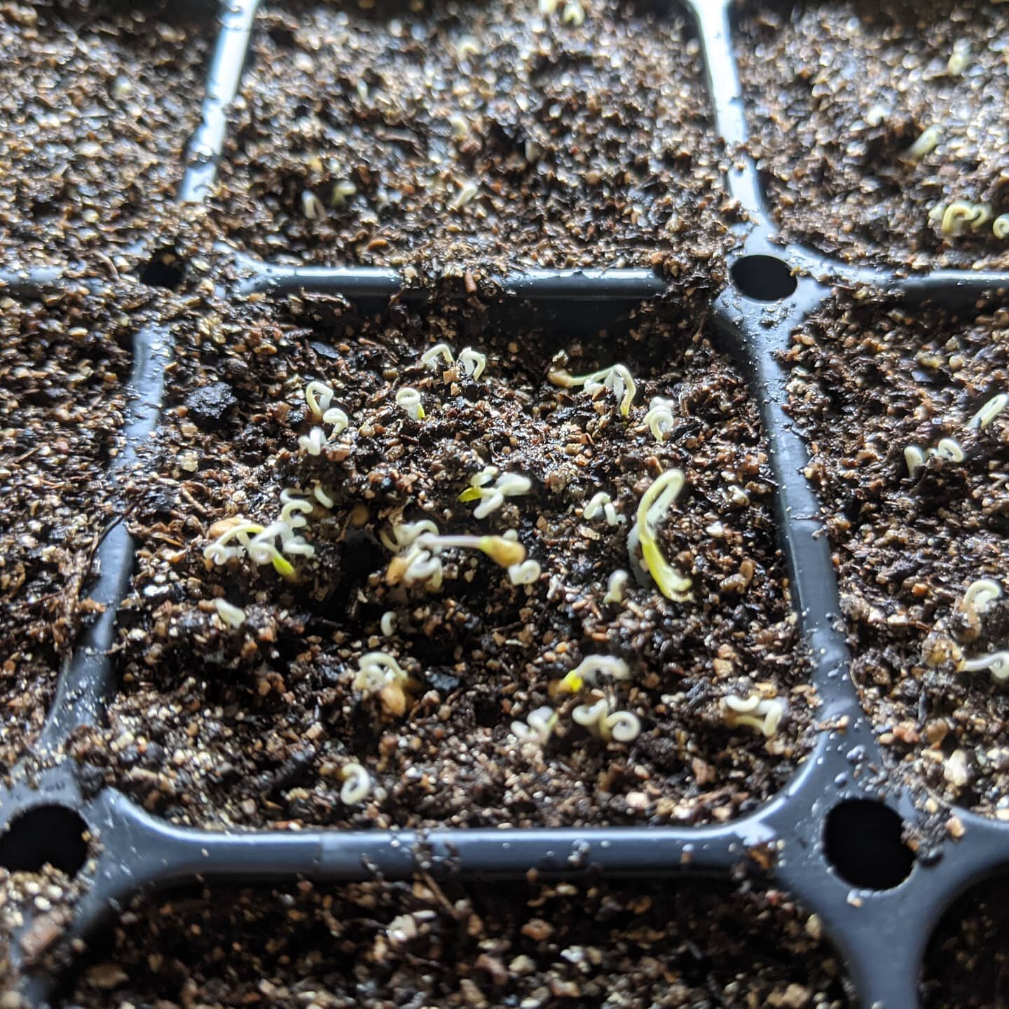 #tomato🍅 planting flat 1 day 3 -24 of 50 varieties up and growing. This is a cell of Sungold. Greens and flowers flat has 16 of 20 lettuce emerged. So far, so good! Off for a hike. #epictomatoes #2021hendersonvillegarden #fromthedrivewayandbeyond
