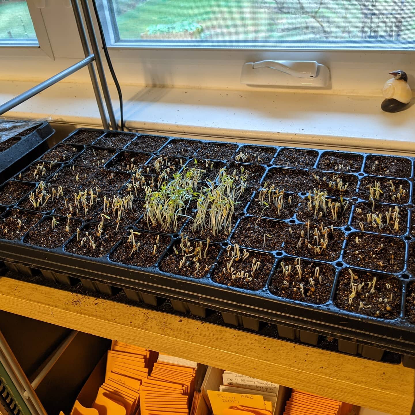 Moving right along! #tomato🍅 flat 1, morning of day 4. 46 types germinating, awaiting just 4 varieties. Second pic shows 4 cherry types looking very avid! #epictomatoes #fromthedrivewayandbeyond #2021hendersonvillegarden