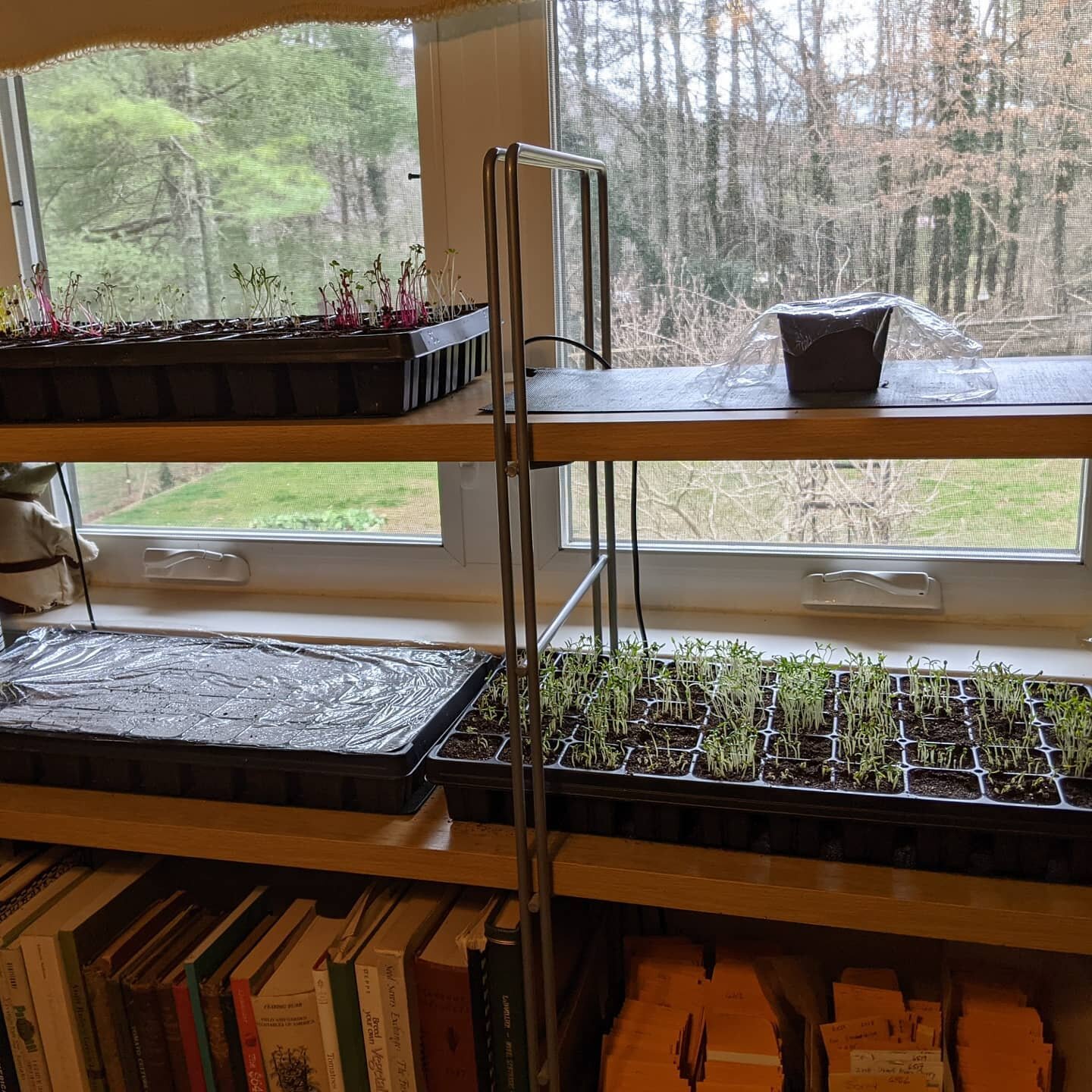 Seedlings everywhere! Most everything is germinating quickly and well. No more heat under the 2 uncovered flats. I'll be easing them outdoors on mild days very soon, and getting lights set up in the garage as well for just in case use. From now until