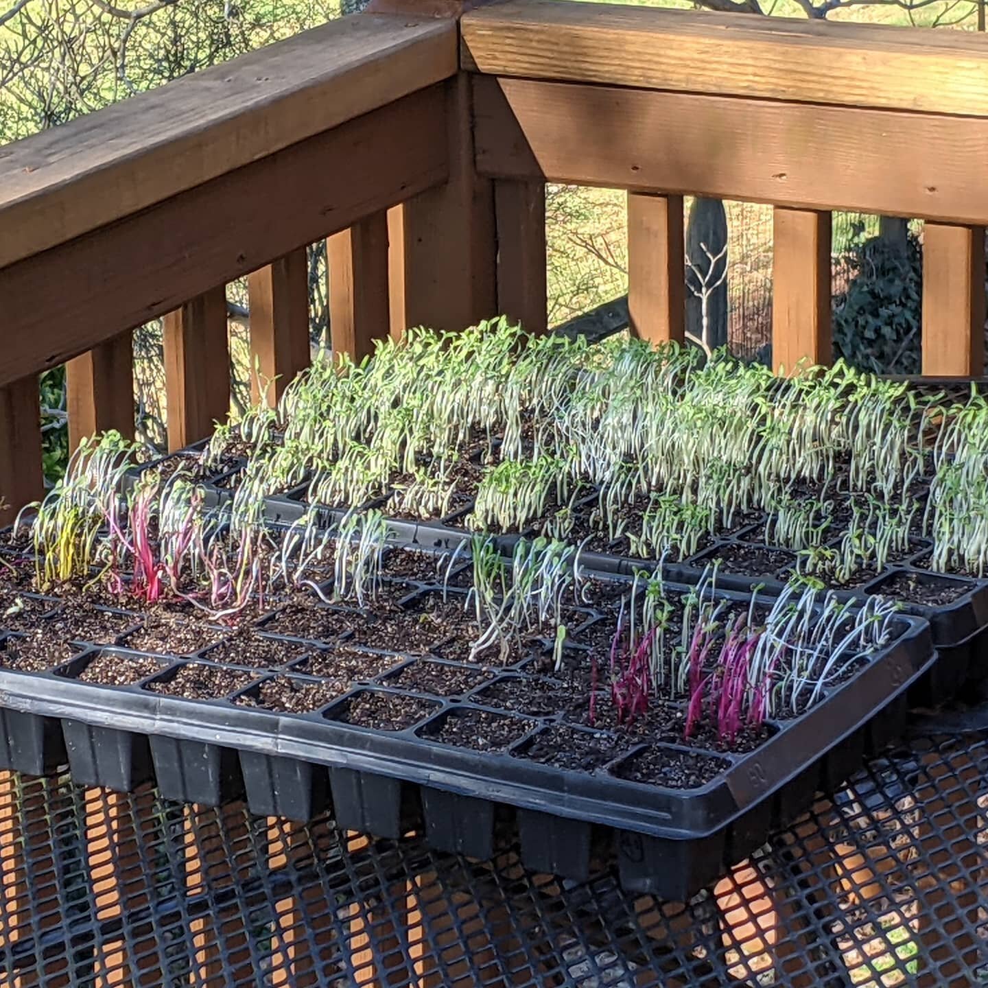 The #seedlings #outdoors debut! 45 degrees, calm, heading to 60, spot with filtered sun through pine needles. Watered them well, will watch closely, give them a few hours. #epictomatoes #fromthedrivewayandbeyond #2021hendersonvillegarden