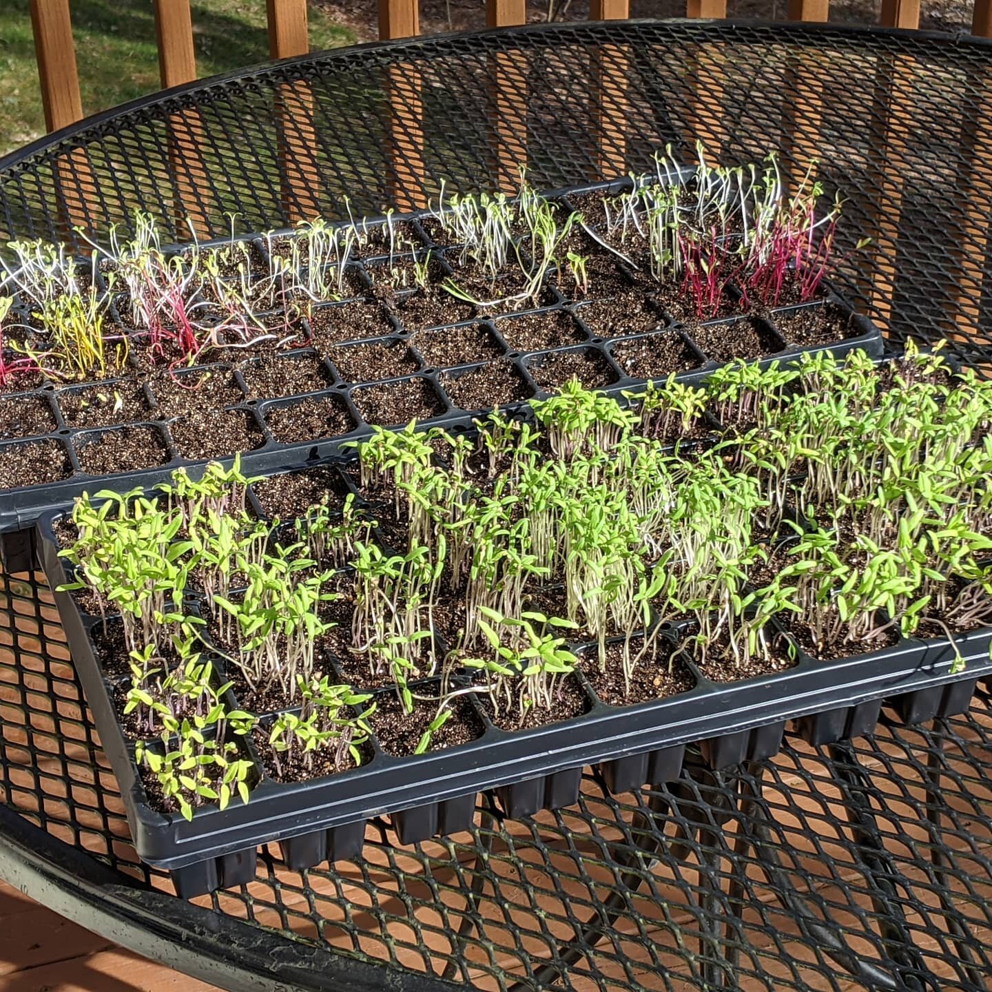 Day 9 for lettuce and various greens and flowers flat, Day 8 for first #tomato🍅 flat. Filtered sun for 6 hours, 42-50 degrees, good breeze...all good. Emerging seedlings in flat 3 under plastic wrap, showing how seedlings push it upward. Planning ne