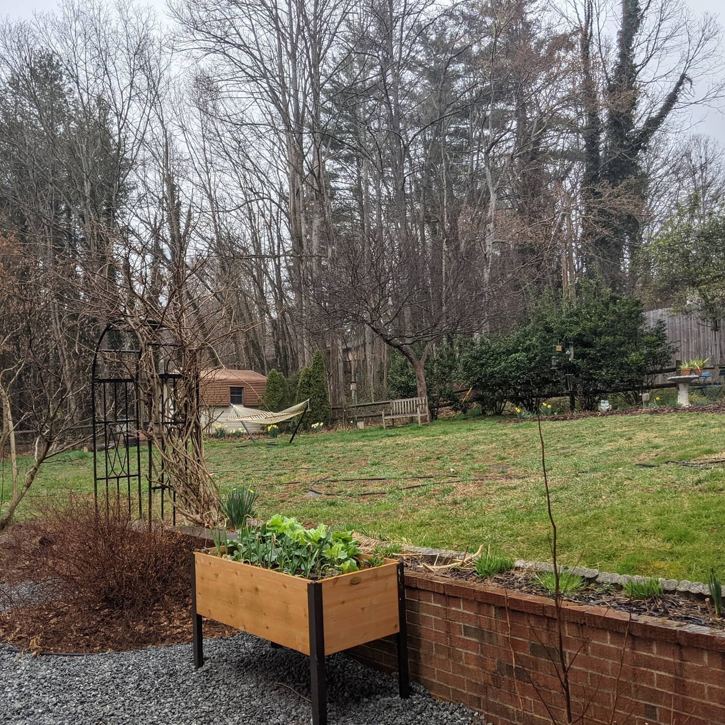 It's #thebusytime ! Two pics of the yard in waiting, began #strawbale purchase, #serdlings under lights on a rainy day. I'll blog very soon... so much going on. @seedlinked seed collections (lots of info in yesterday's IG Live, which you can find in 