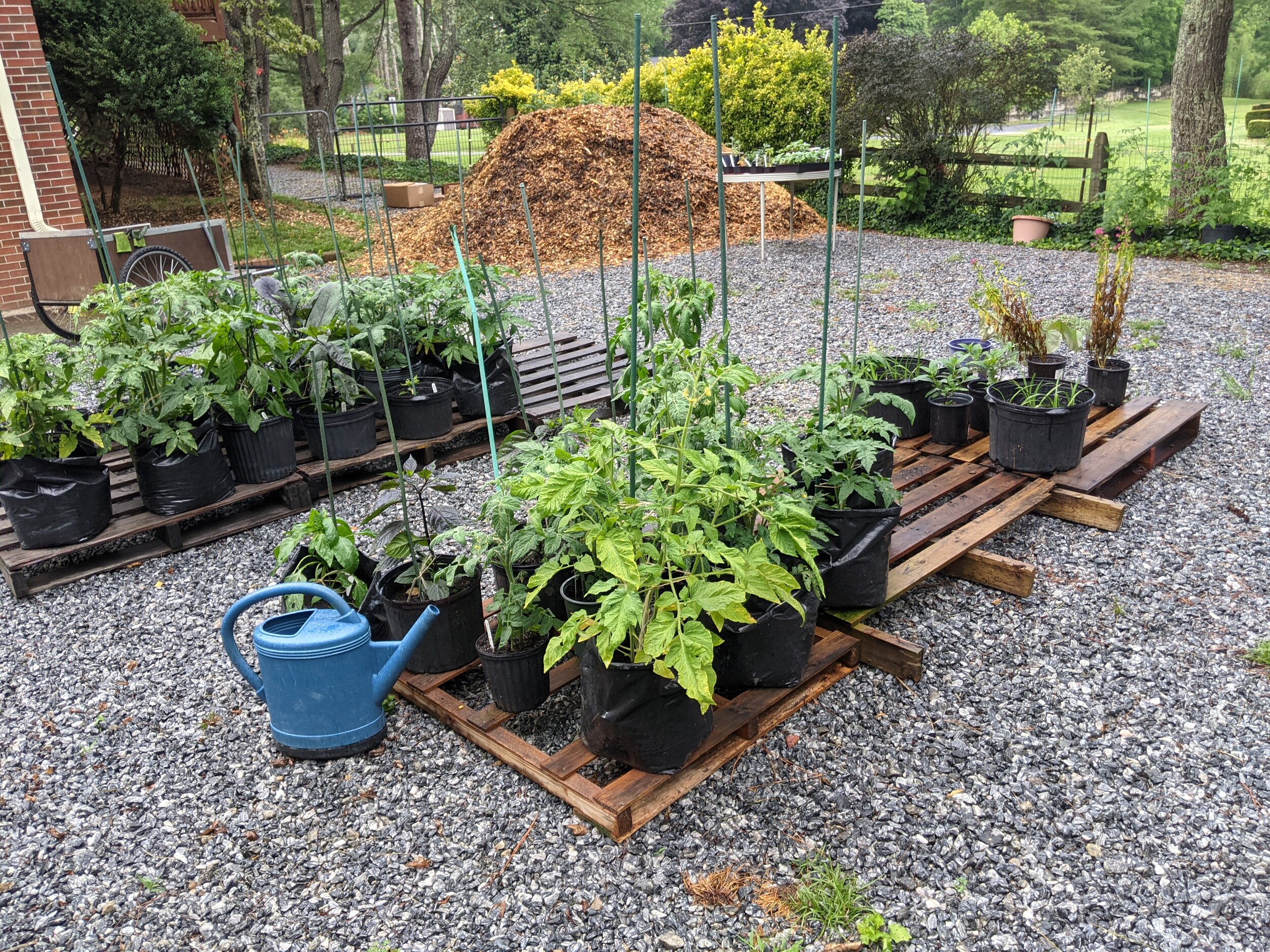 My backyard grow bag garden : r/HotPeppers