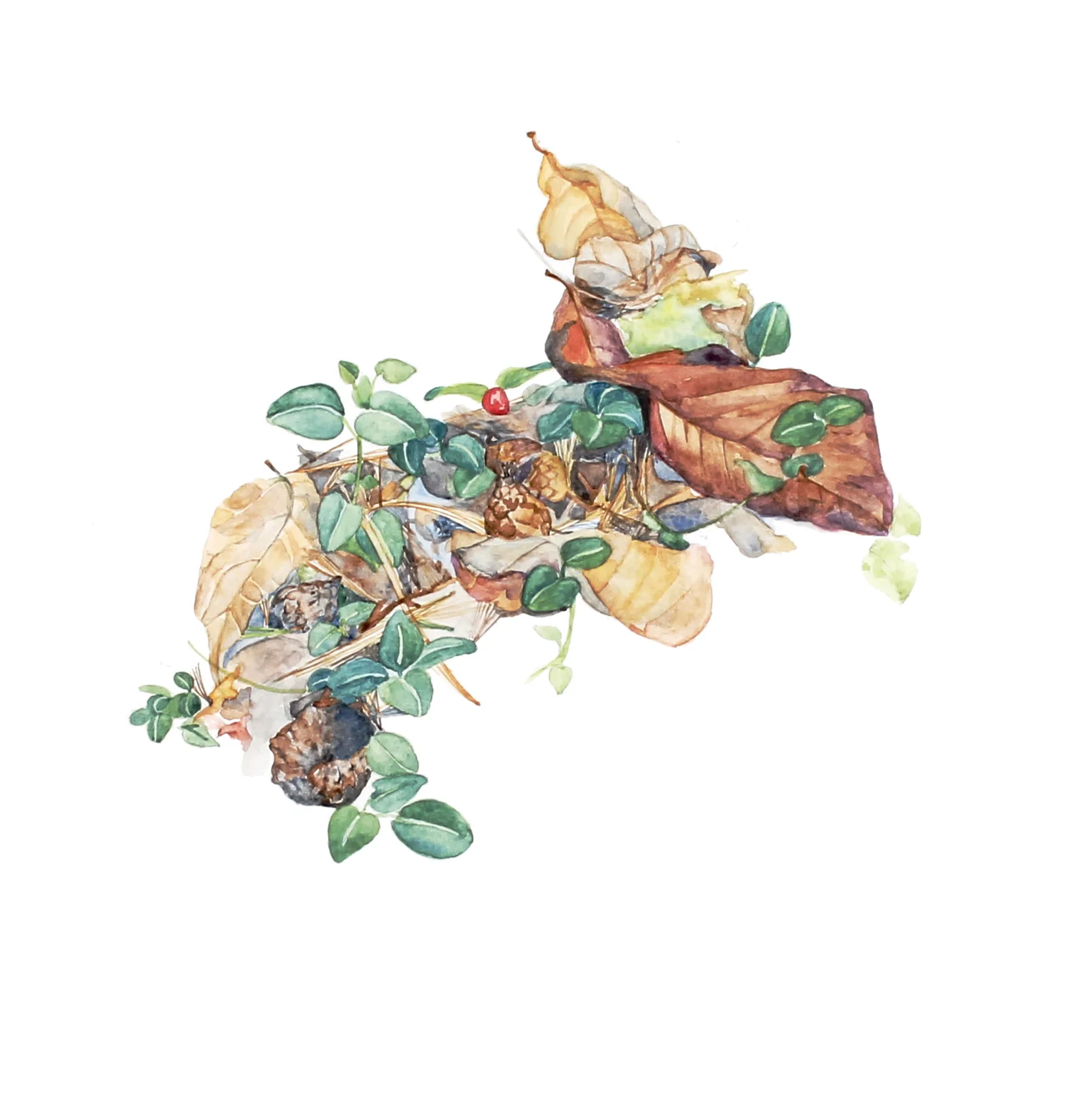 Mitchella ripens | Partridgeberry