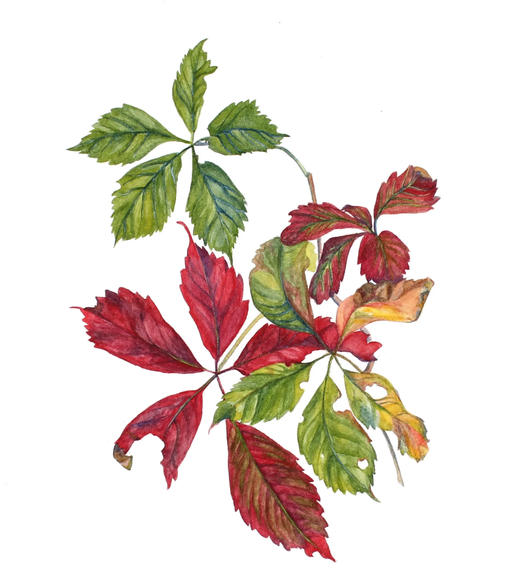 Parthenocisus quinquefolia | Virginia Creeper