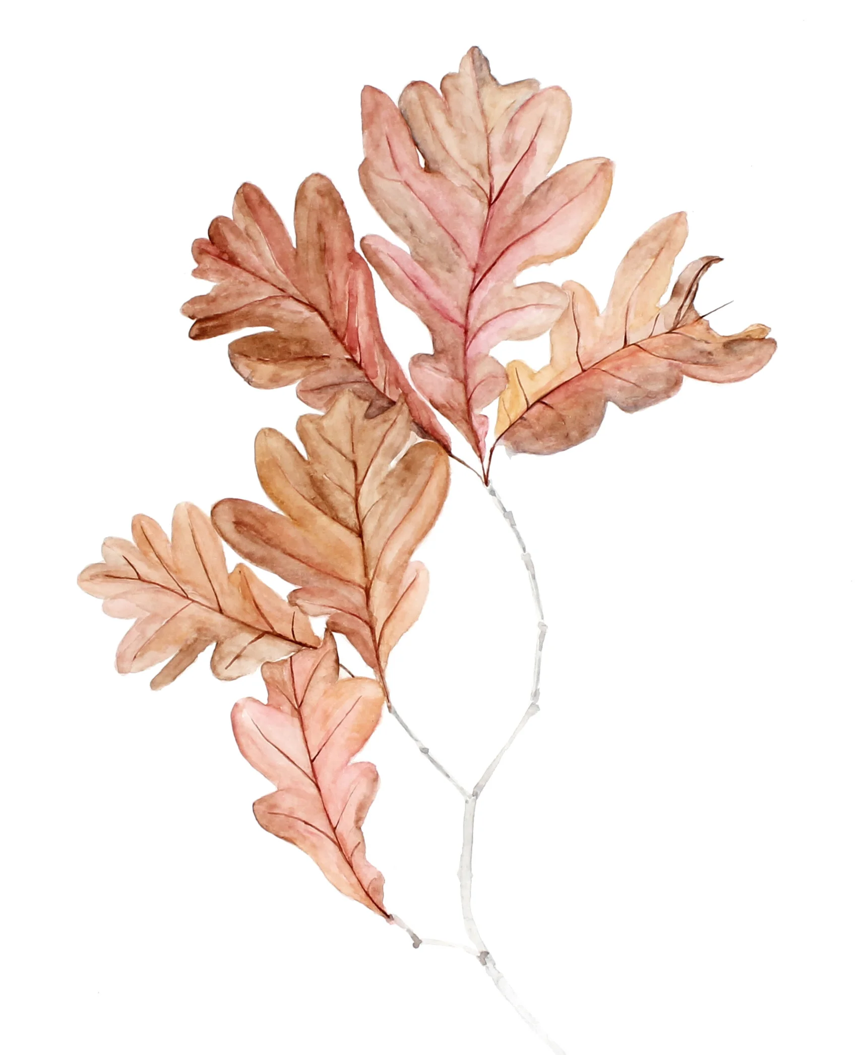 Quercus alba | White Oak