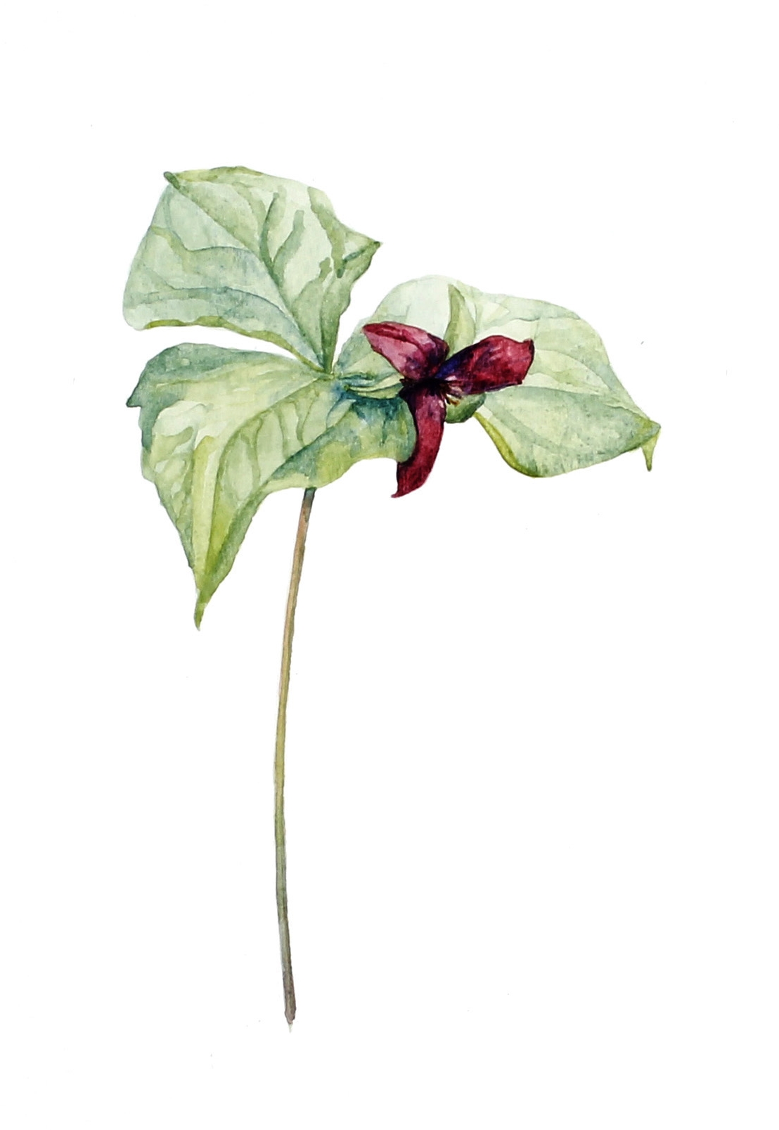 Trillium erectum | Red Trillium