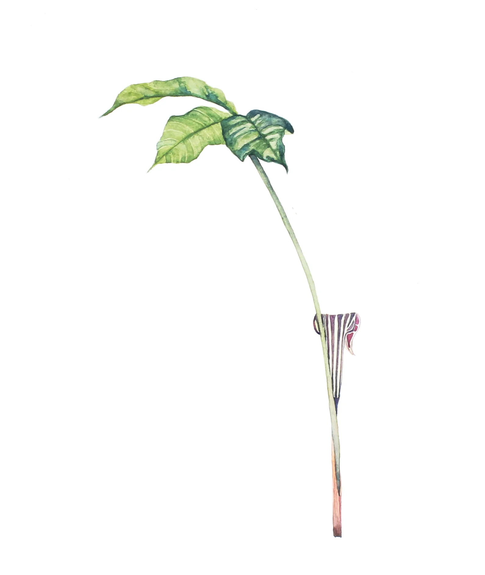 Arisaema triphyllum | Jack-in-the-Pulpit