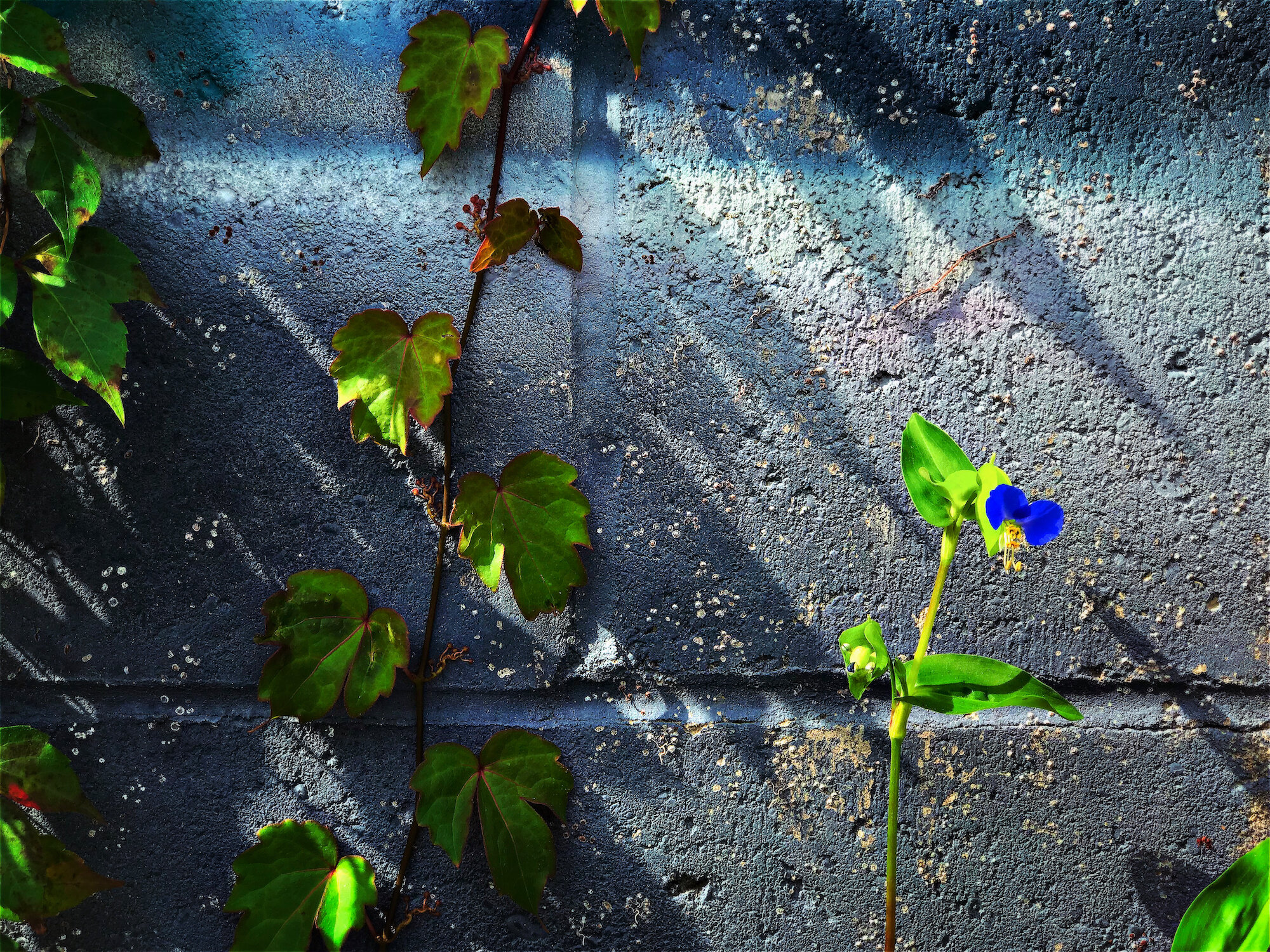 one tiny blue flower