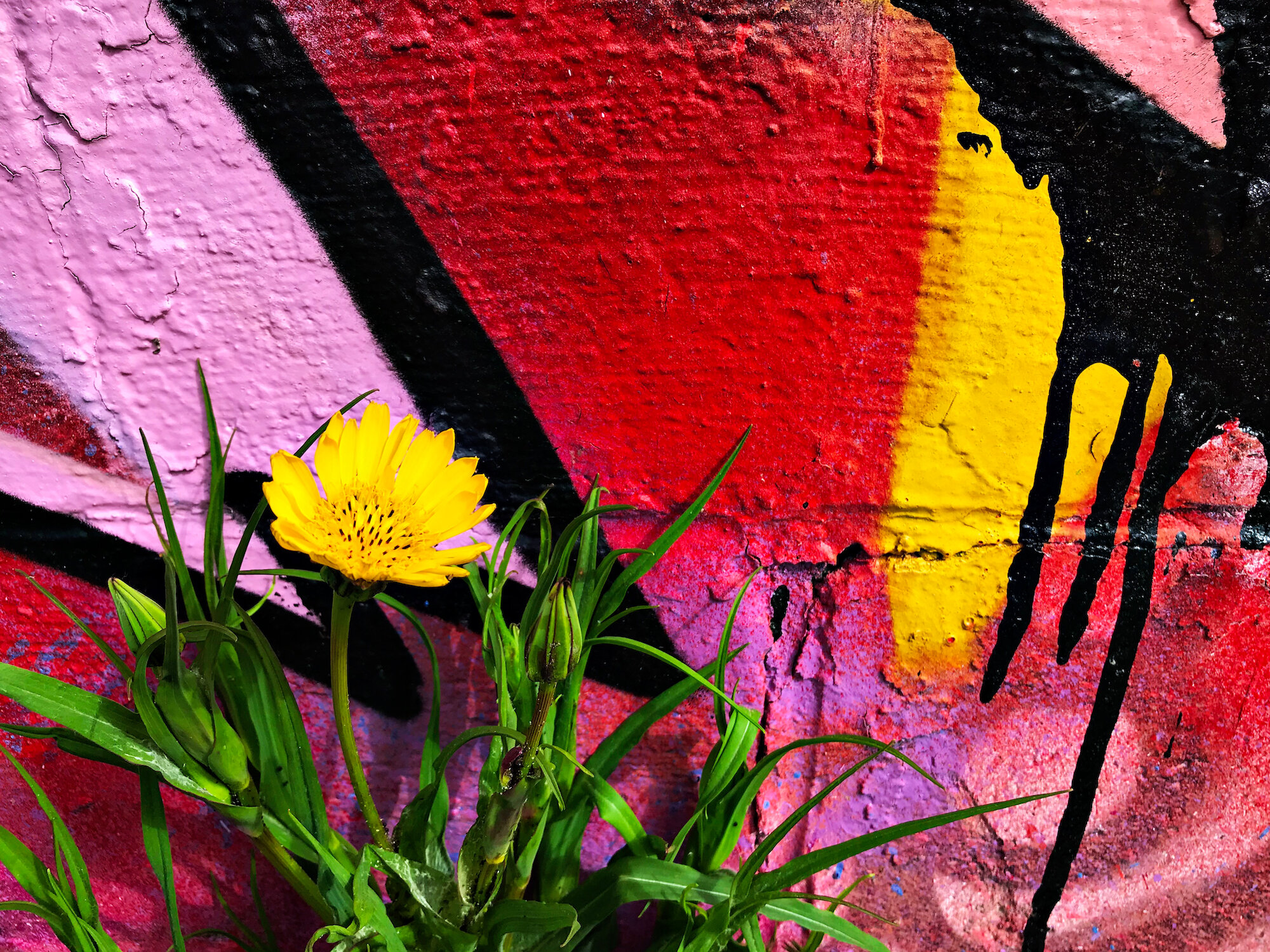 yellow flower & graffiti