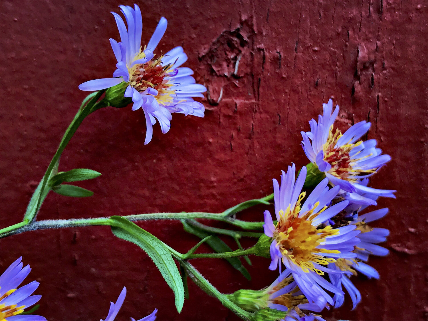 purple asters & red fence