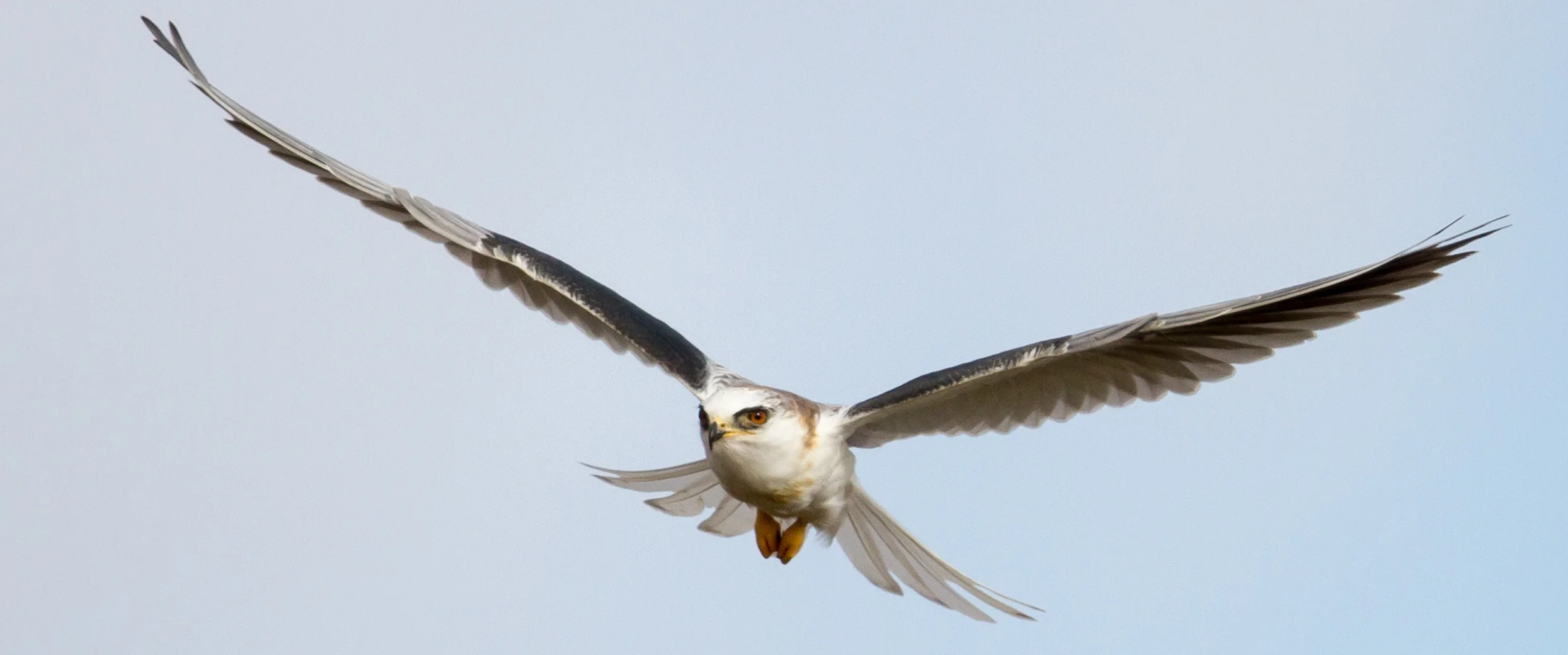 About the Festival — Point Reyes Birding & Nature Festival