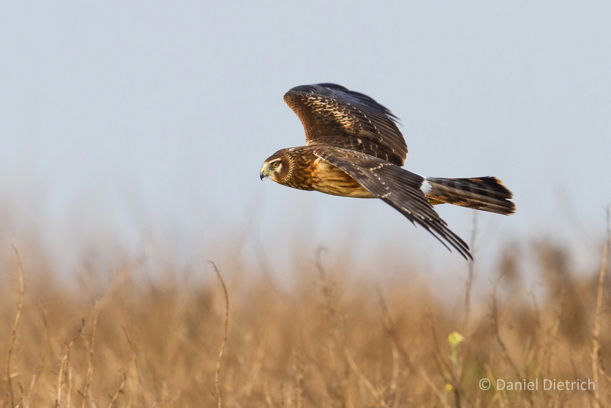 Eat, Stay, & Play — Point Reyes Birding & Nature Festival