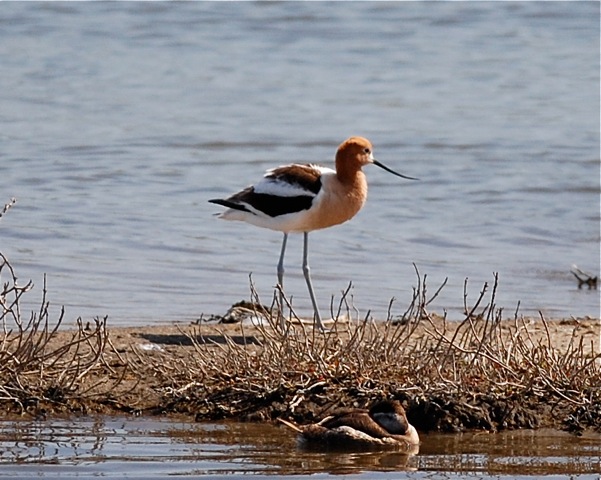 Avocet DSC_0055.jpeg