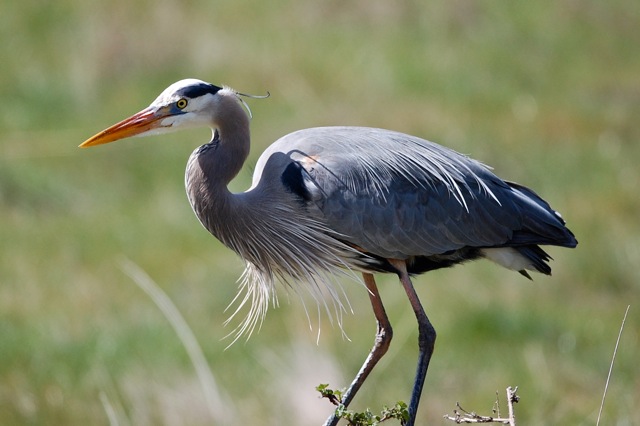 Blue Heron DSC_0020.jpeg