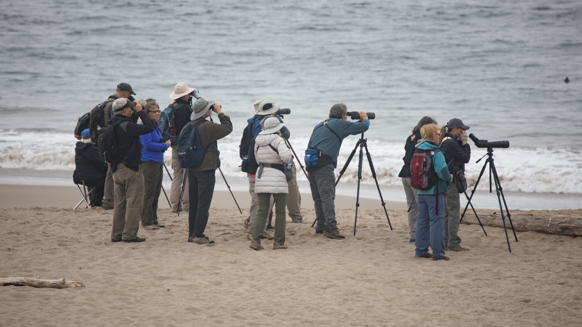 011-2019-Point-Reyes-Birding-Festival-Web-Sized.jpg
