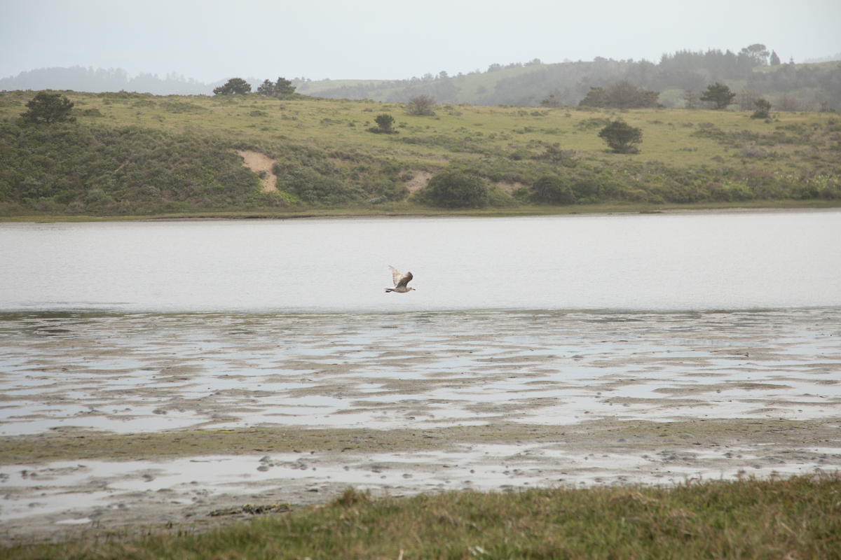 024-2019-Point-Reyes-Birding-Festival-Web-Sized.jpg