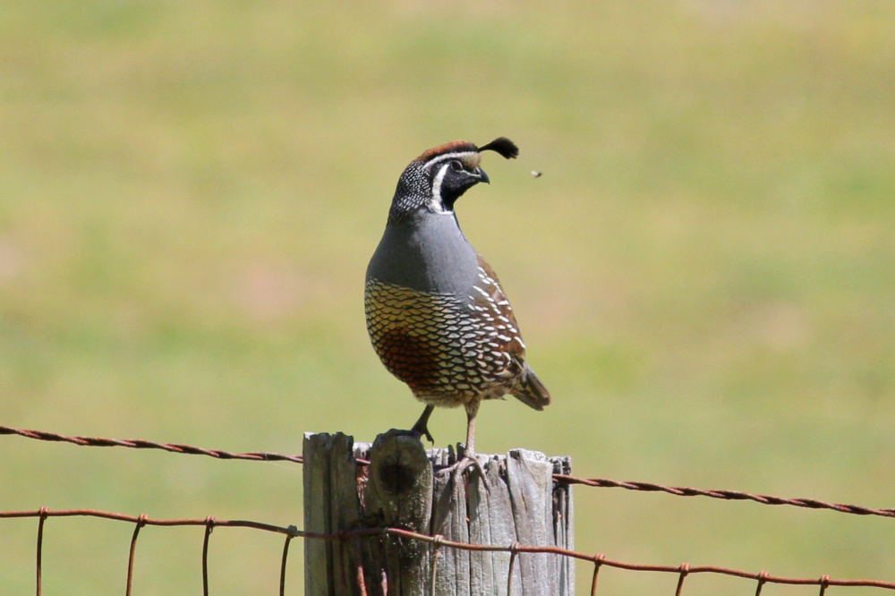 California Quail - 4.27.19 - Woodpecker Trail.jpg