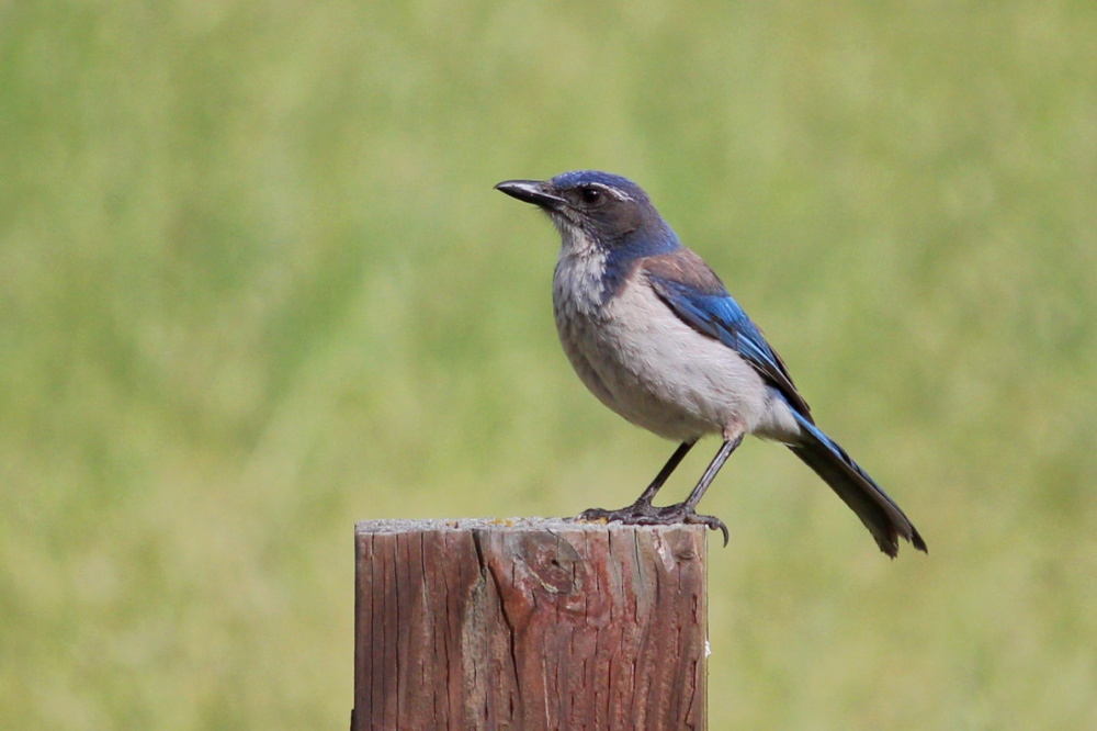 California Scrub-Jay - 4.27.19 - Woodpecker Trail.jpg