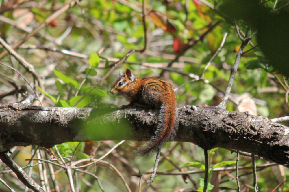 Sonoma Chipmunk - 4.27.19 - Woodpecker Trail.jpg