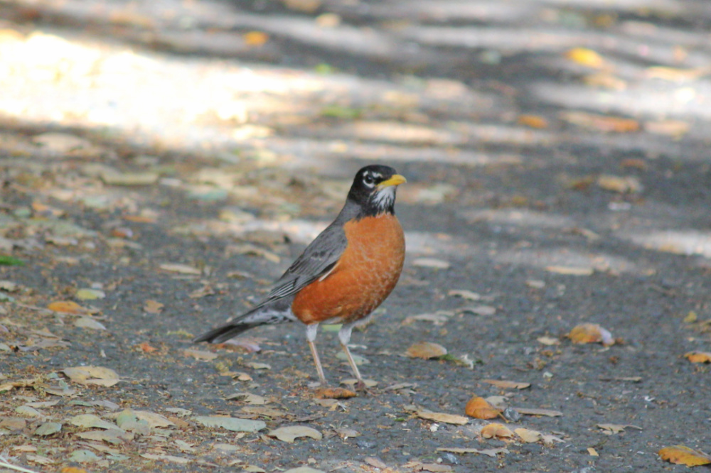 American Robin - 4.27.19 - Woodpecker Trail.jpg