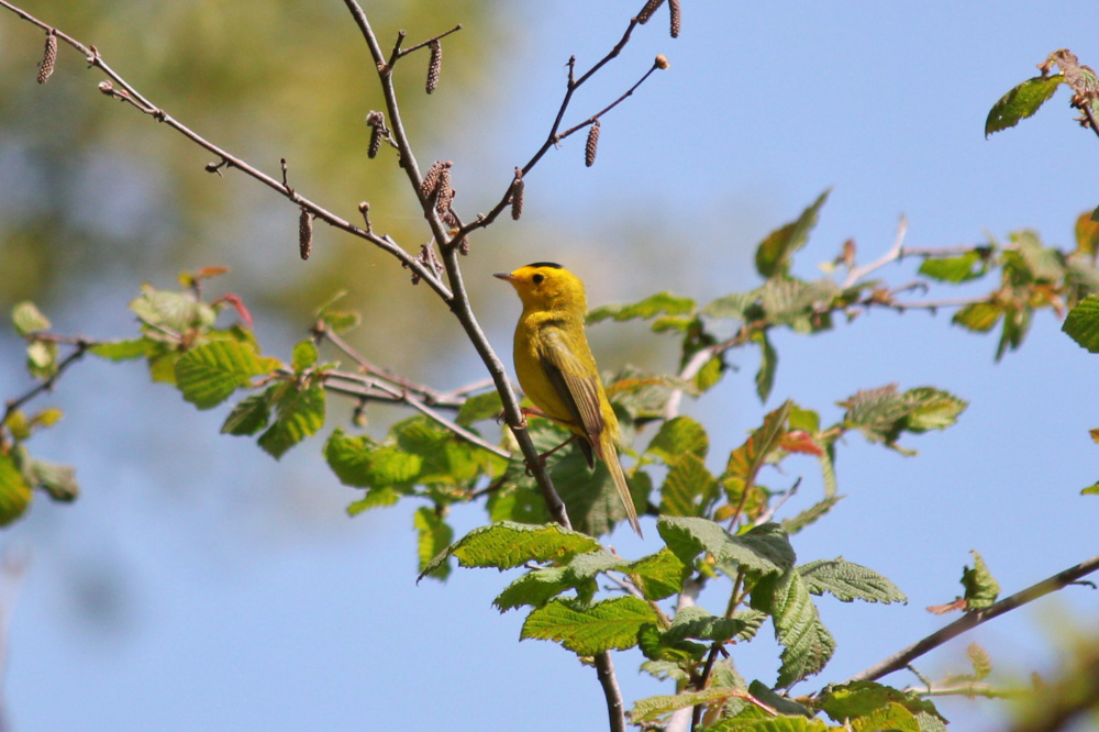 Wilson's Warbler - 4.27.19 - Woodpecker Trail.jpg