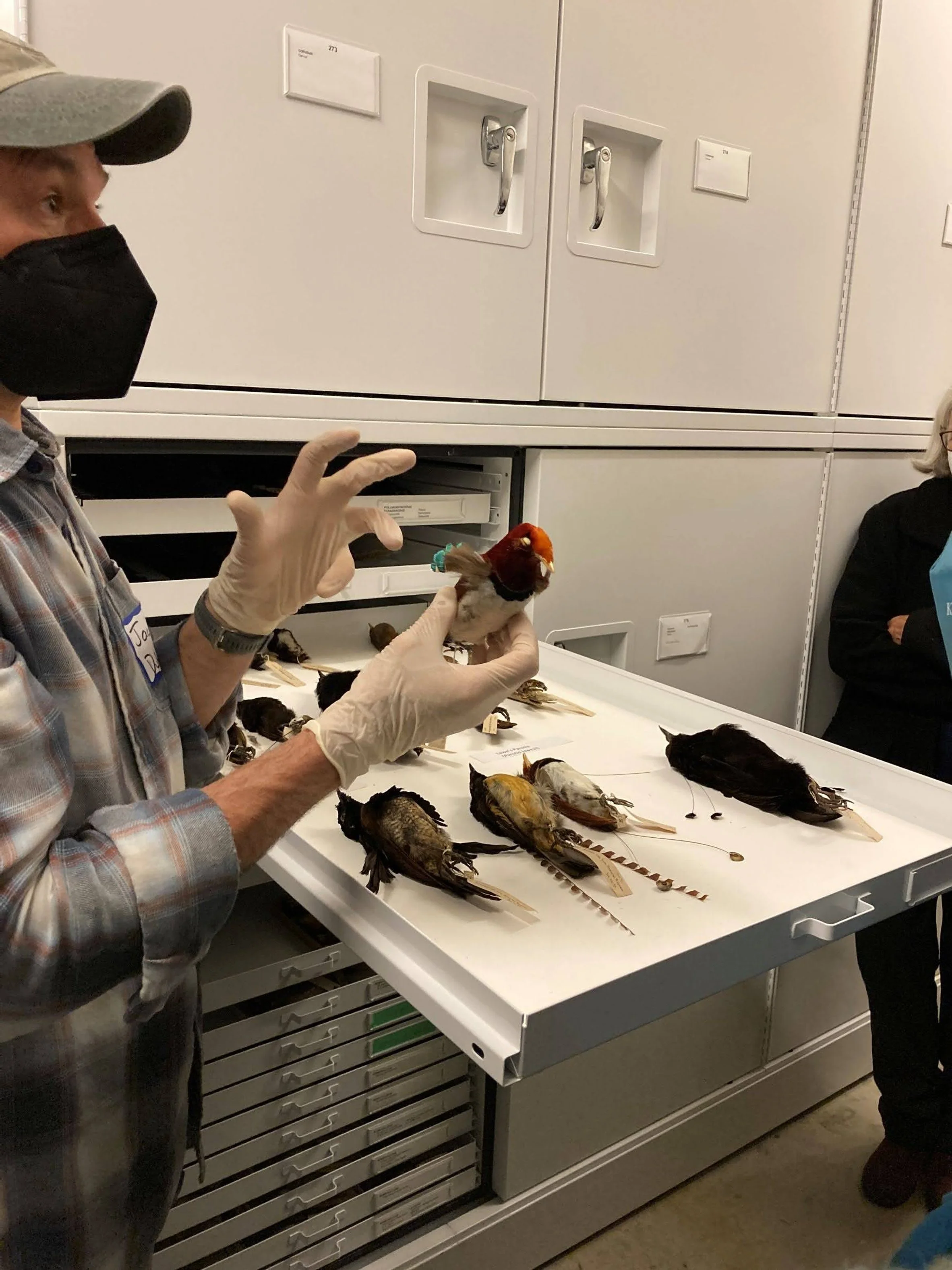 39 Birdsof Paradise w unusual feathers Ann Elliott.jpg