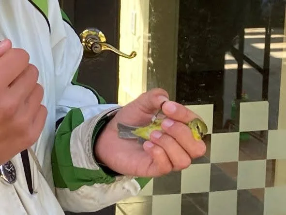 19 Orange-crowned Warbler app. Larissa banding 4 Ann Elliott.jpg