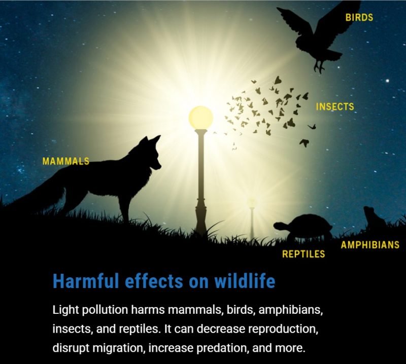 wildlife-light-pollution-IDA-e1648154466577.jpg