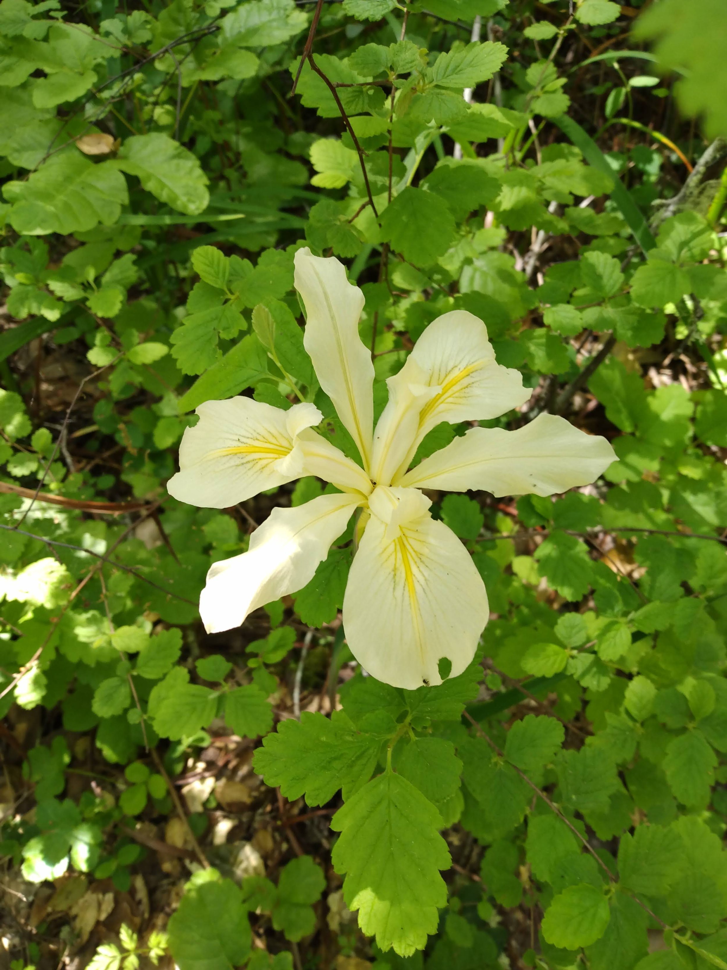 Point Reyes_Amphibian Walk_Nancy Deschu (12).jpg