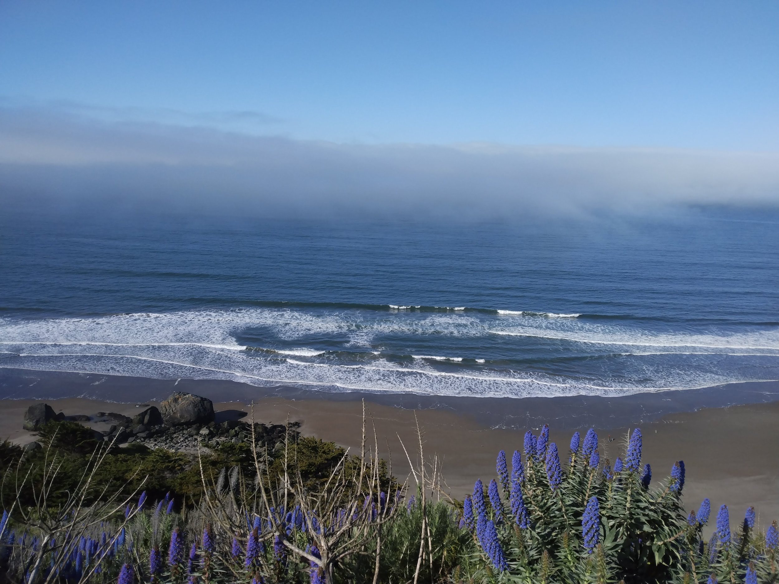 Point Reyes_Birding the Fault_April 2023_Nancy Deschu (4).jpg