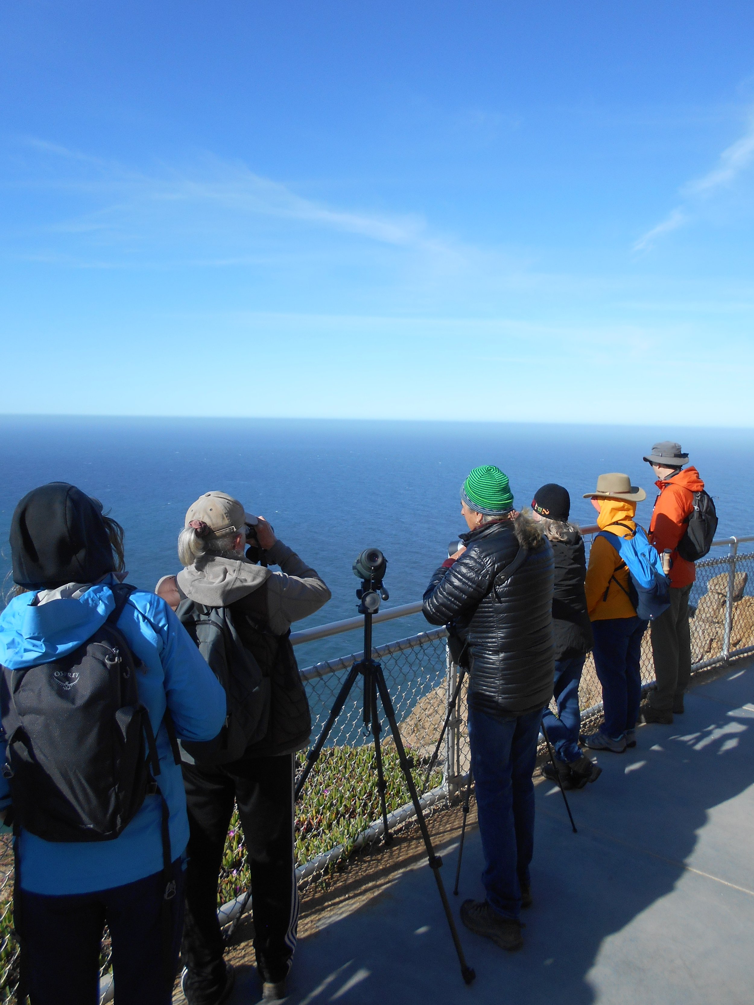 Point Reyes_Marine Mammals_April 2023_Nancy Deschu (2).jpg