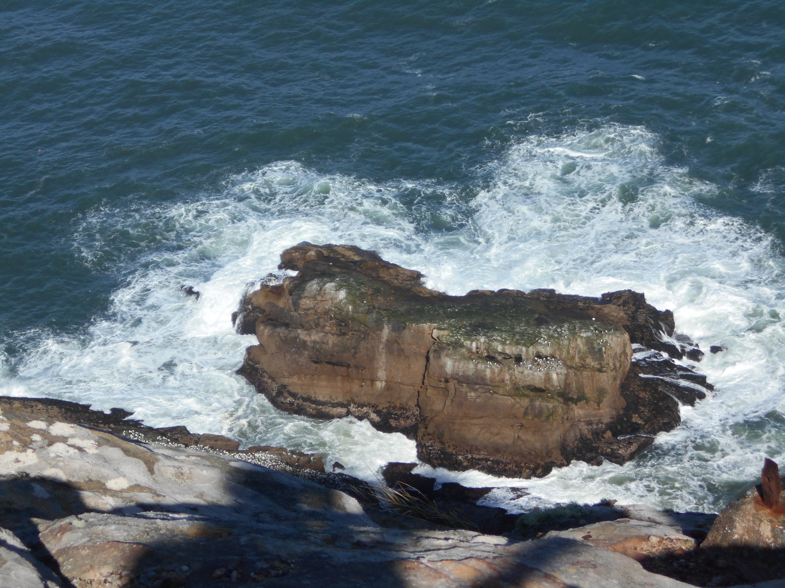 Point Reyes_Marine Mammals_April 2023_Nancy Deschu (4).jpg