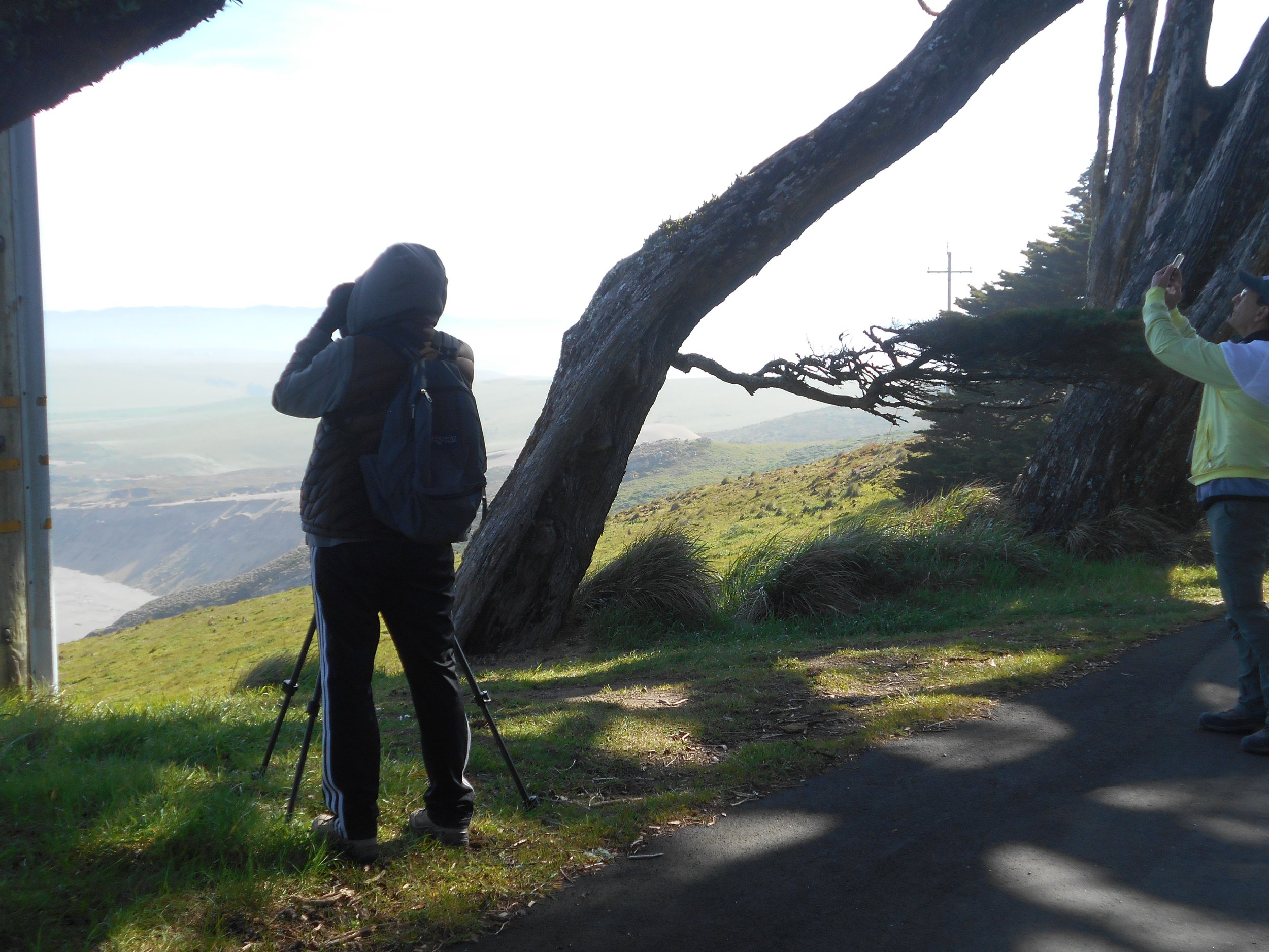 Point Reyes_Marine Mammals_April 2023_Nancy Deschu (7).jpg