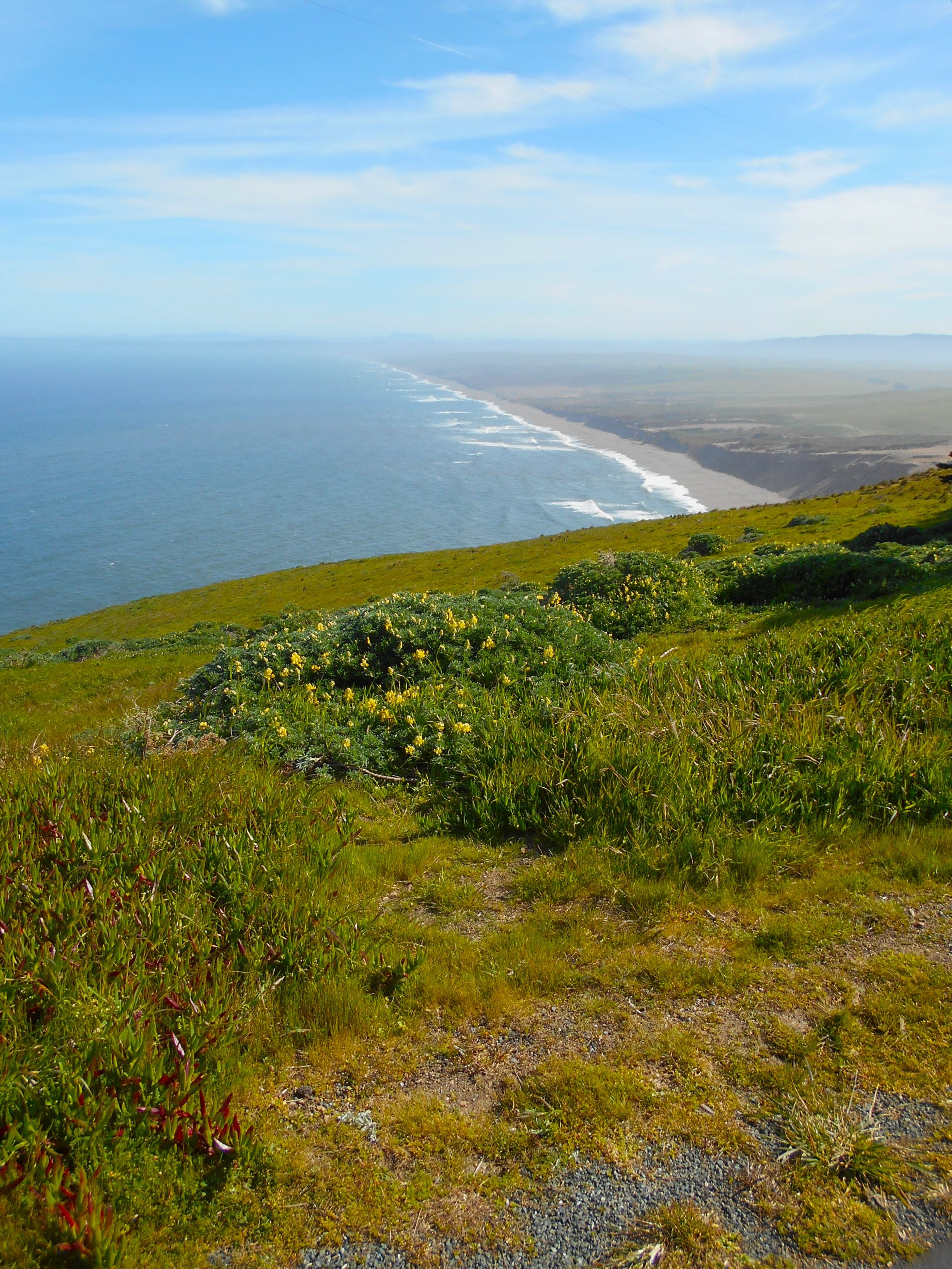 Point Reyes_Marine Mammals_April 2023_Nancy Deschu (9).jpg