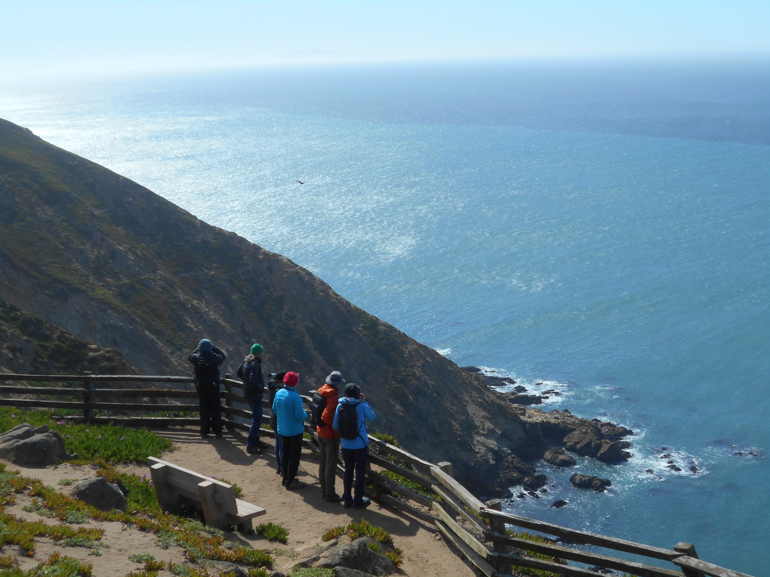 Point Reyes_Marine Mammals_April 2023_Nancy Deschu (13).jpg