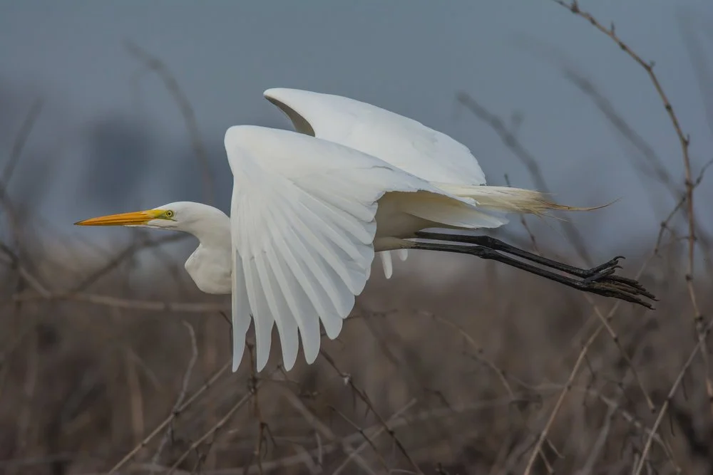 Point Reyes Birding & Nature Festival