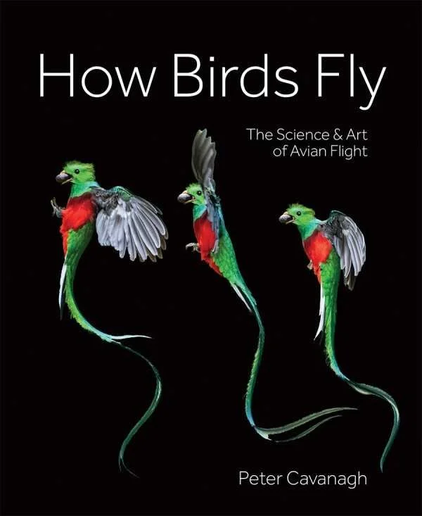 how-birds-fly.w300.jpg