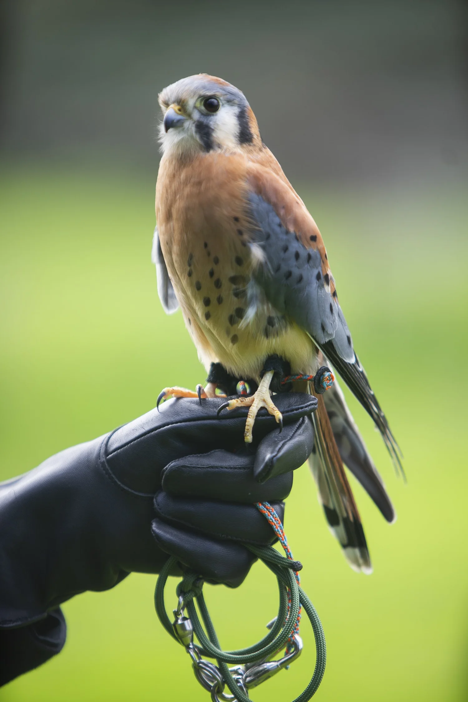 Sunday: Wings & Wild Things: A Free Family Fun Day — Point Reyes ...