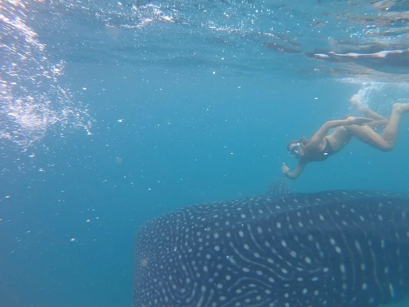 Whale Sharks - Punta Sal, Piura - With Female Snorkeller