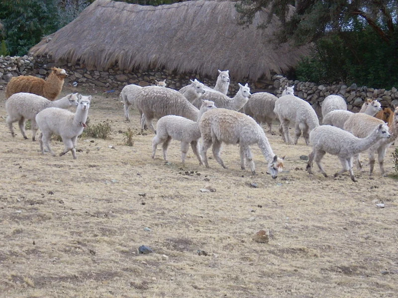 Lares Trek - Alternative Route to Machu Picchu (or not)