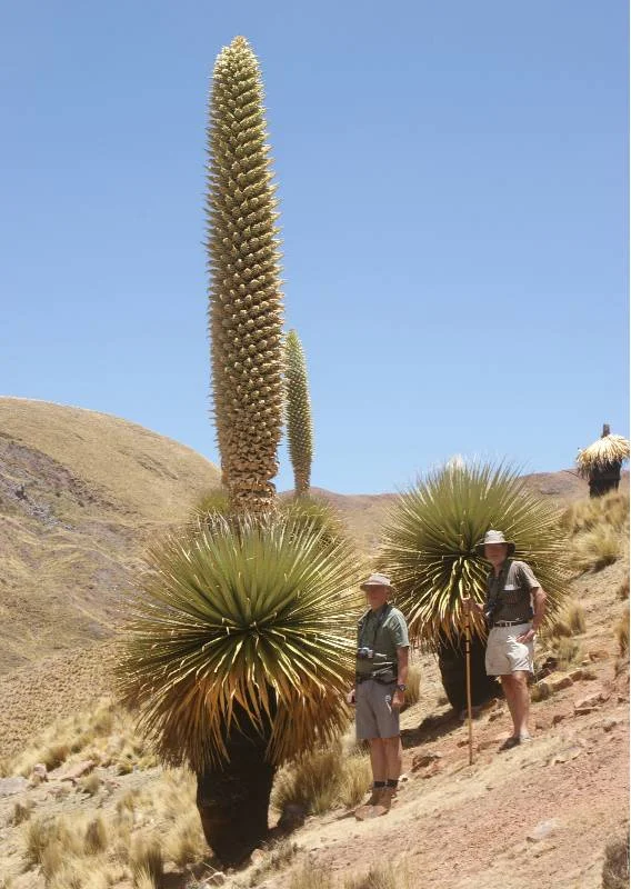 Puya Raimondii World S Largest Bromeliad Huascaran National Park Chavin Ayacucho Titicaca Northern Peru Amazonia Tours Kuelap Gocta Amazon River Cruises Lodges