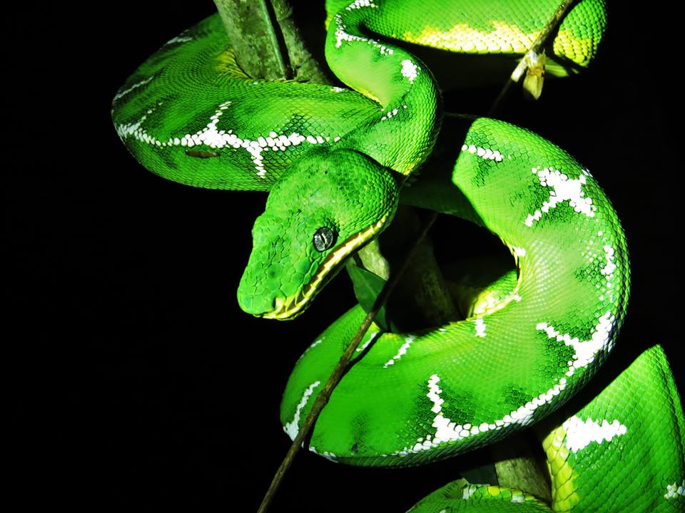 Emerald Tree Boa - Tahuayo Lodge.jpg