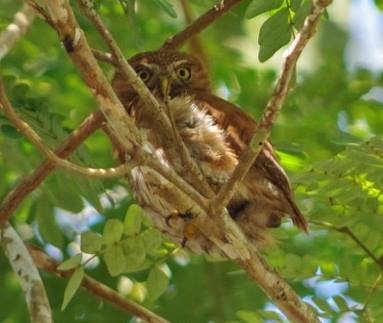 Ferruginous Pygmy Owl - Tahuayo.jpg
