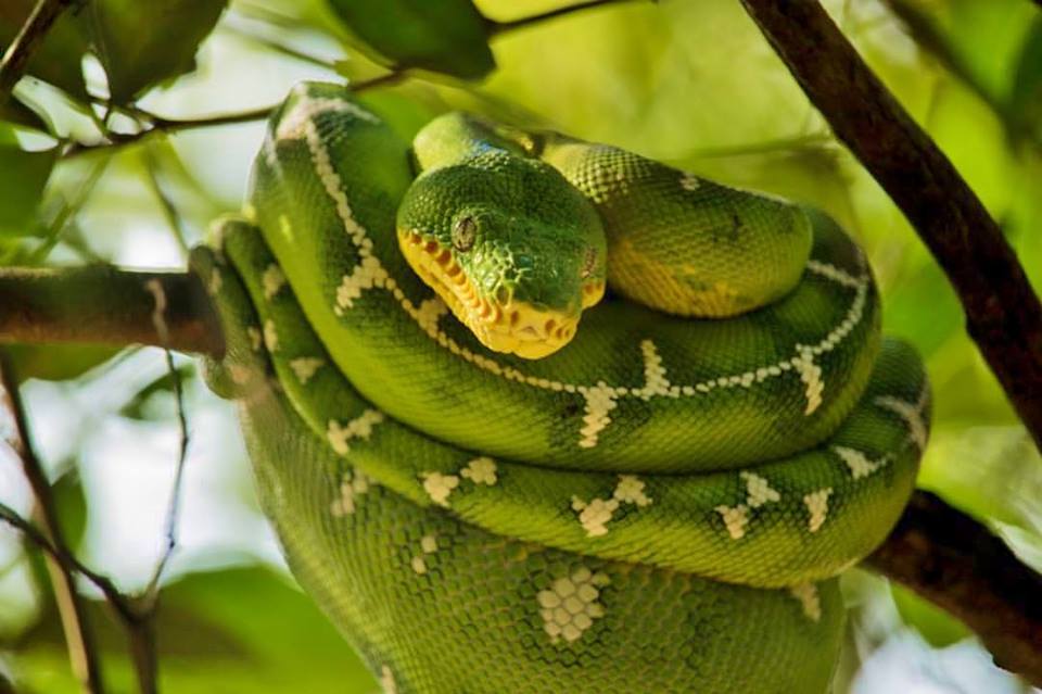 Emerald Tree Boa - Tahuayo.jpg