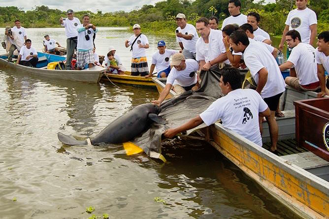 Manatee Conservation Programme at Tahuayo Lodge