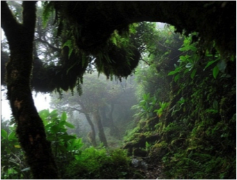 Southern Ecuador - Podocarpus National Park.png