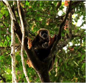 Southern Ecuador - Churute Mangrove Reserve - Howler Monkey.png